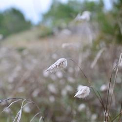 2016-12-10 Bordeaux/Cap Ferret/DSC_0252.JPG
